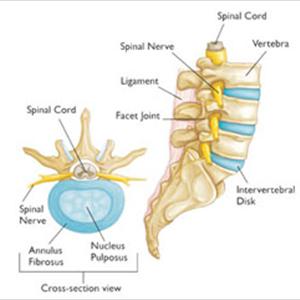 Sciatica Muscle Twitching - Sciatica Symptoms